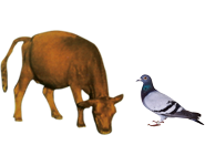 適合鳥(niǎo)類(lèi)、幼崽